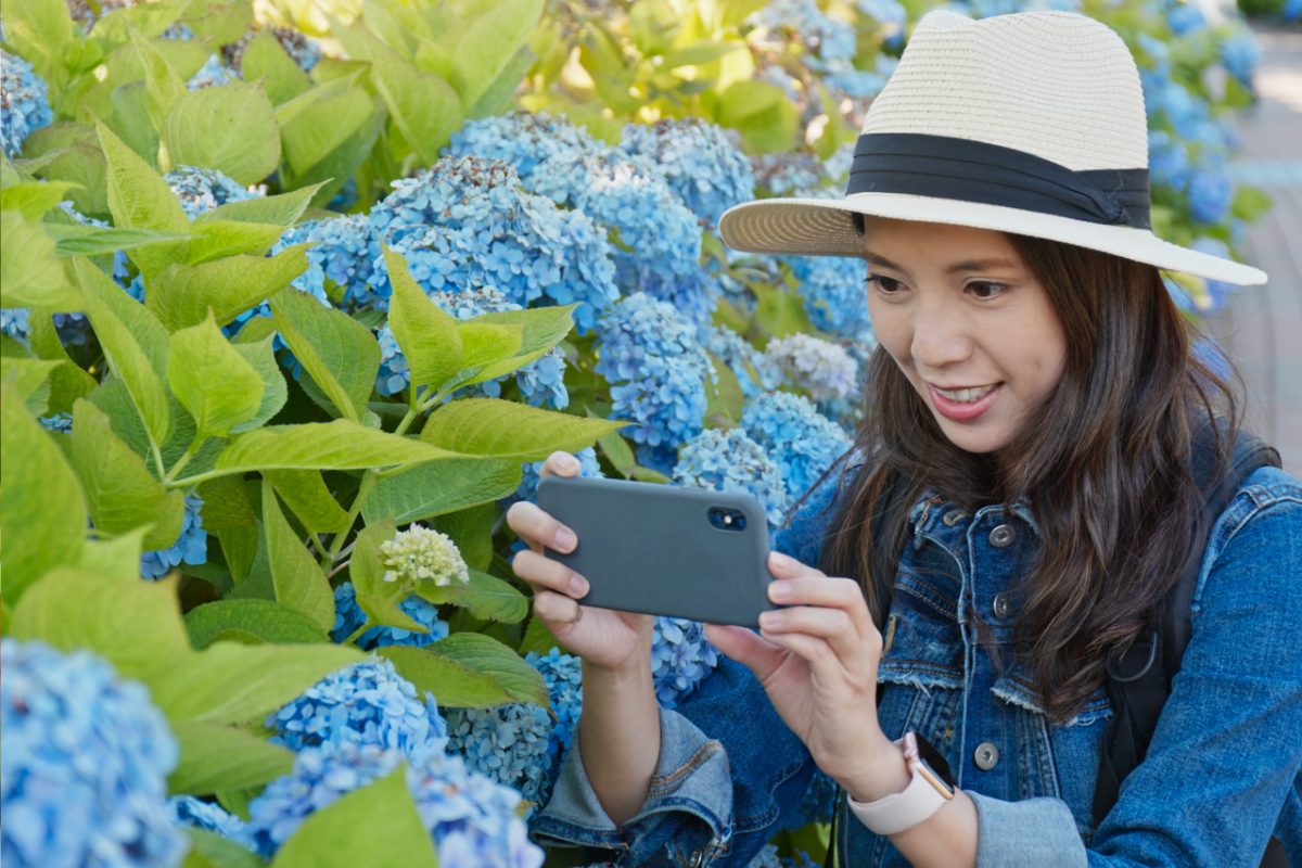 A woman photographs vibrant blue Tokyo hydrangeas along the stone steps of a traditional shrine in June.