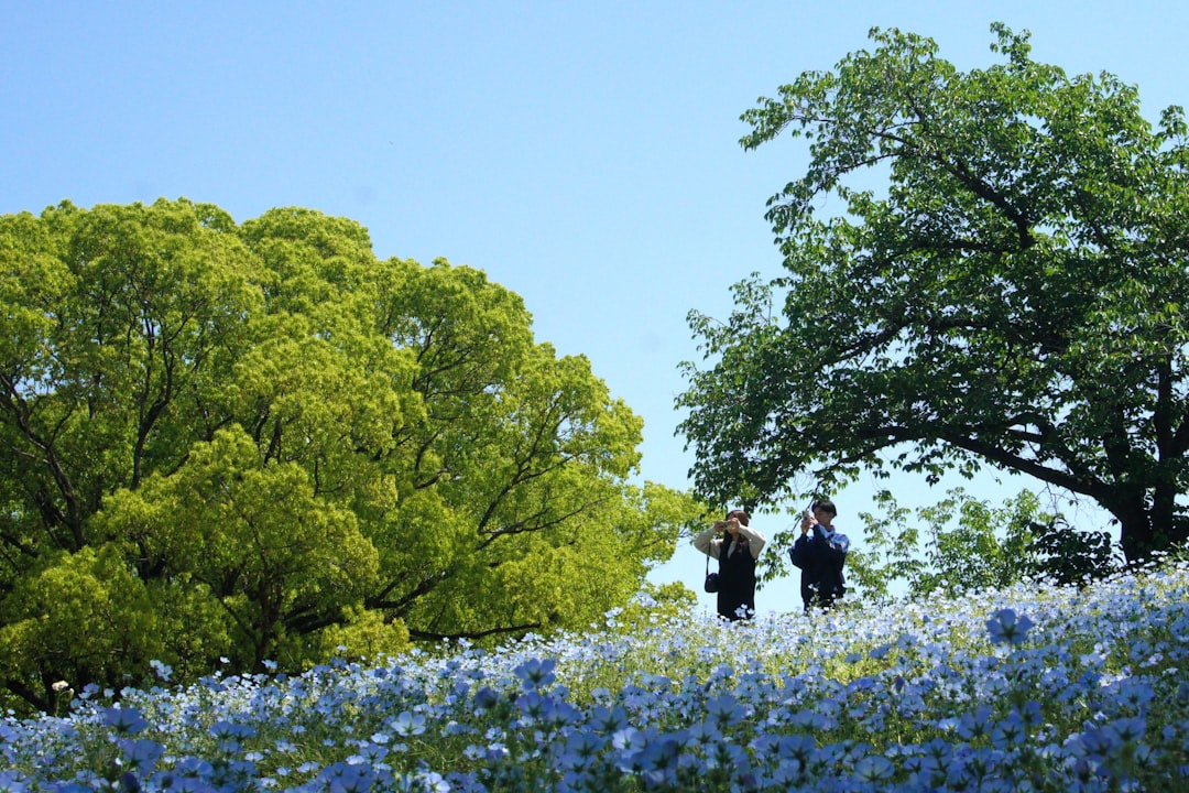 A woman walks through the blue nemophila day trip destination at Miharashi Hill in Hitachi Seaside Park, Ibaraki, Japan