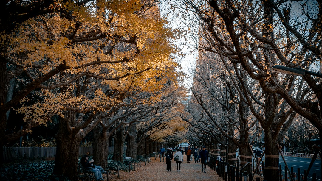 a golden ginkgo avenue during Tokyo parks walking season, surrounded by warm autumn color in a city park.