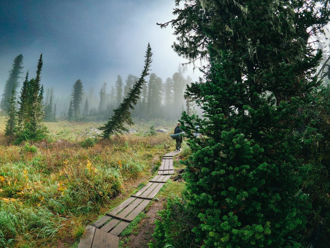 A traveler walking through cedar forest paths on a Nikko day trip, approaching the Toshogu Shrine complex
